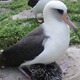 Image for article titled A 62 year-old wild albatross has hatched a healthy chick — for the 35th time